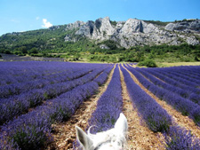 France-Provence-Provence Lavender Road